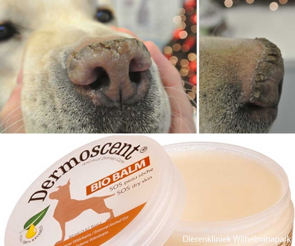 Een hond met droge neus. Foto Dierenkliniek Wilhelminapark utrecht